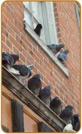pigeon droppings cleaning